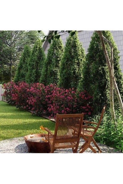 Вейгела квітуча Олександра 